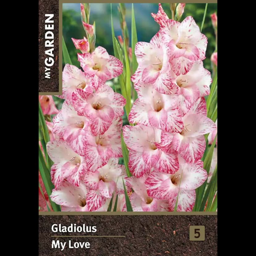 Гладиолус крупноцветковый Май Лав луковицы 10/12 1