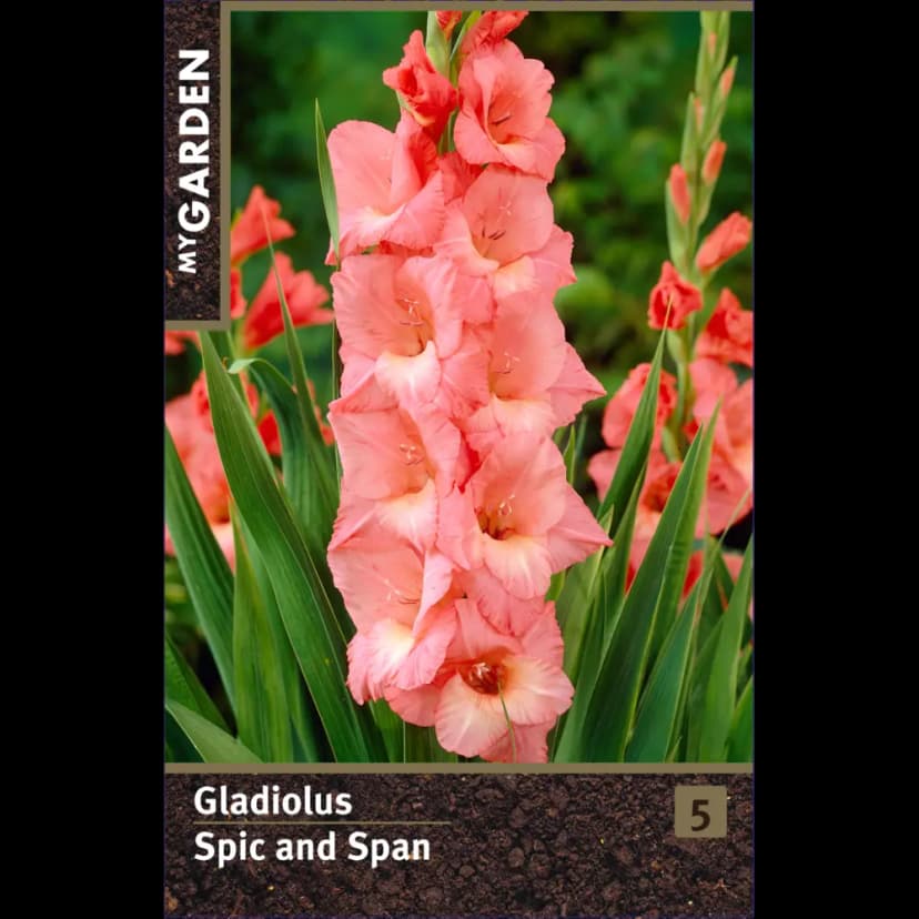 Гладиолус крупноцветковый Спик Энд Спан луковицы 10/12 1