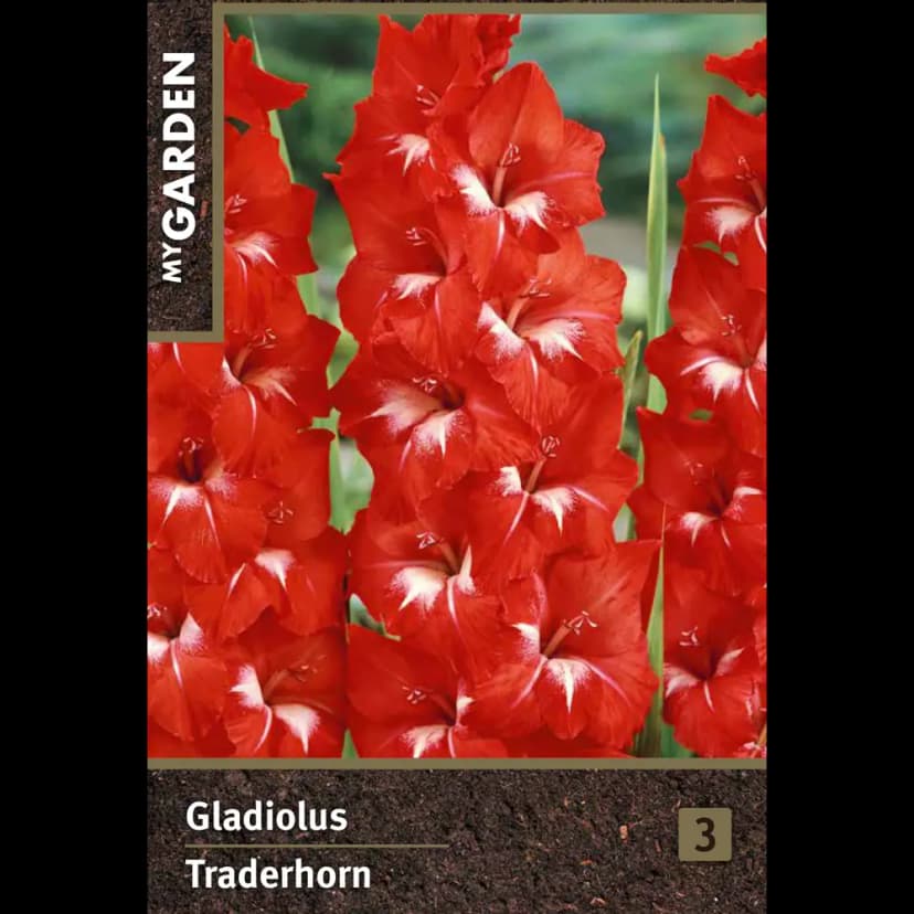 Гладиолус крупноцветковый Традерхорн луковицы 10/12 1