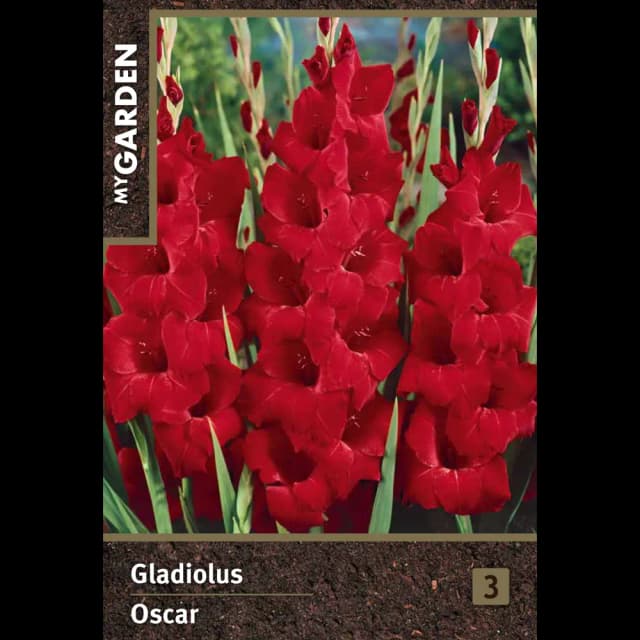 Гладиолус крупноцветковый Оскар луковицы 10/12
