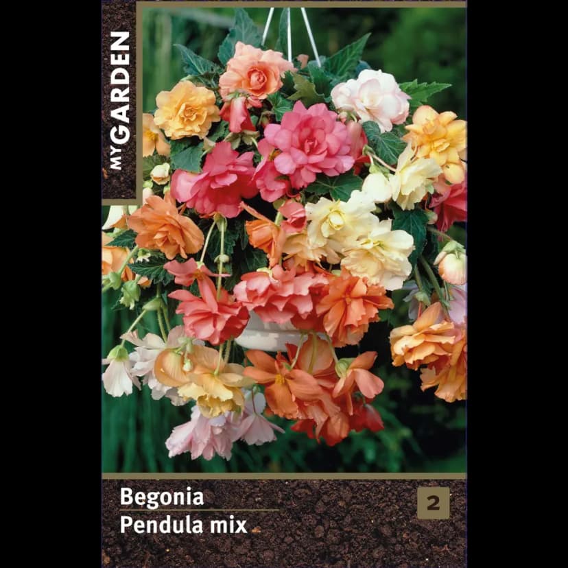 Бегония ампельная микс луковицы 4/5 1