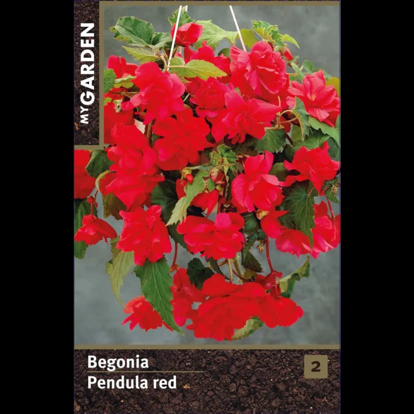 Бегония ампельная красная луковицы 4/5 1