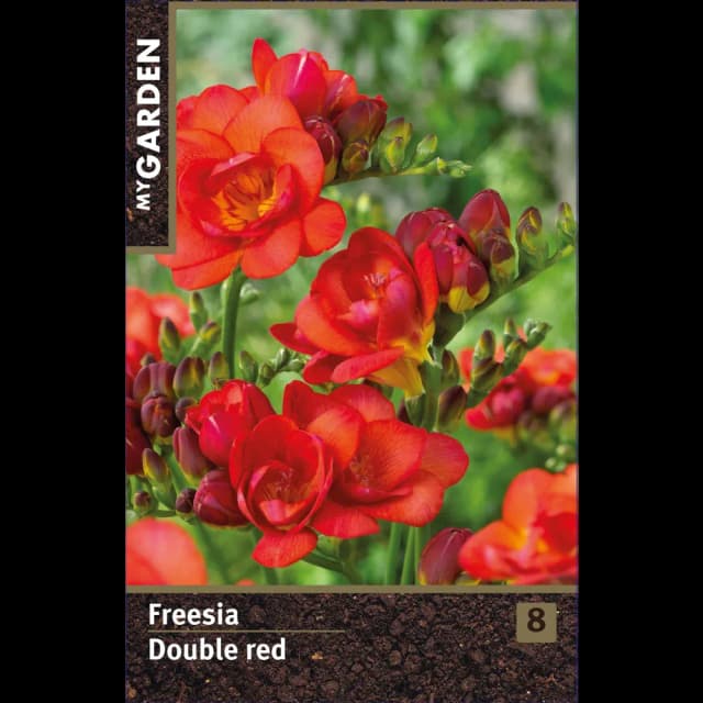 Фрезия махровая красная луковицы 5