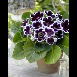 Глоксиния Кайзер Вильгельм луковицы 4/5 1