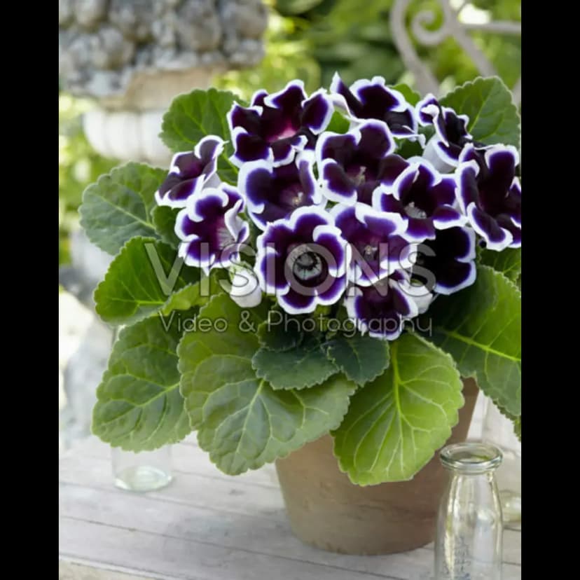 Глоксиния Кайзер Вильгельм луковицы 4/5 1