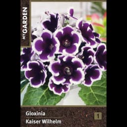 Глоксиния Кайзер Вильгельм луковицы 4/5 2