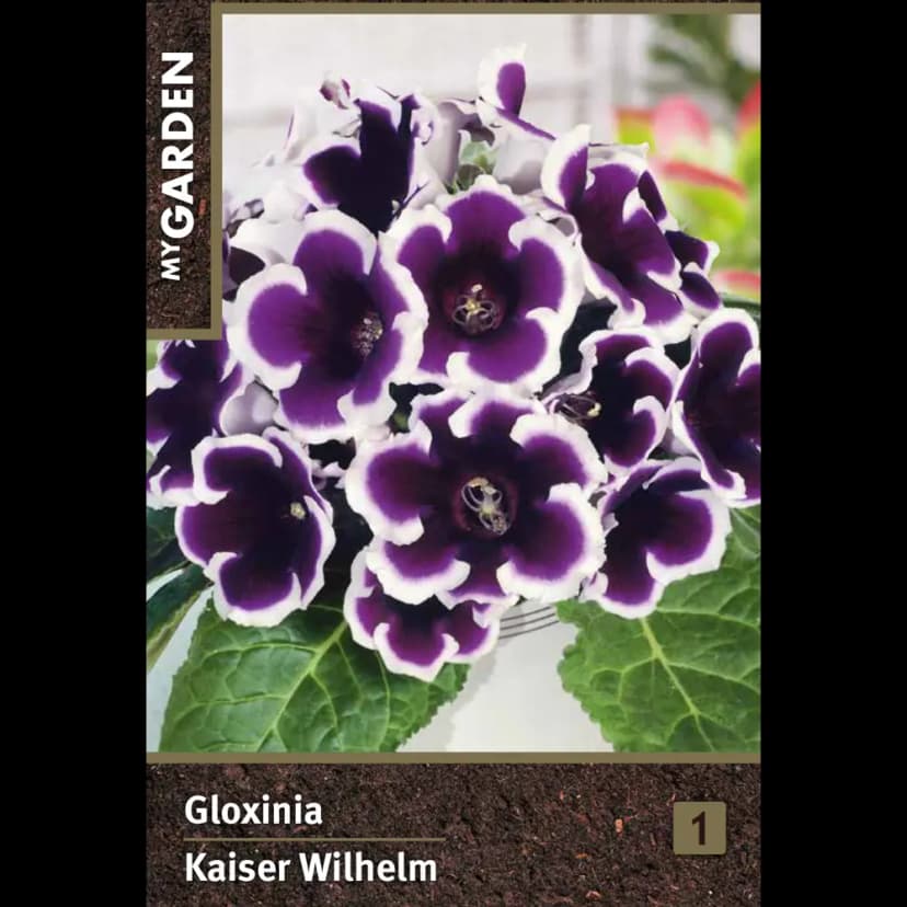 Глоксиния Кайзер Вильгельм луковицы 4/5 2