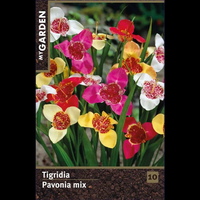 Тигридия Павлинья микс луковицы 5/7