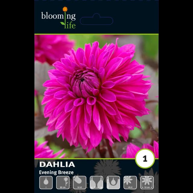 Георгина декоративная Ивнинг Бриз луковицы I