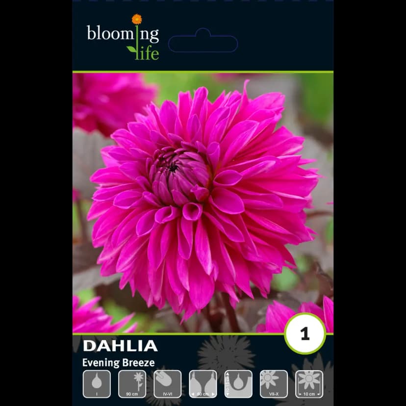 Георгина декоративная Ивнинг Бриз луковицы I 1