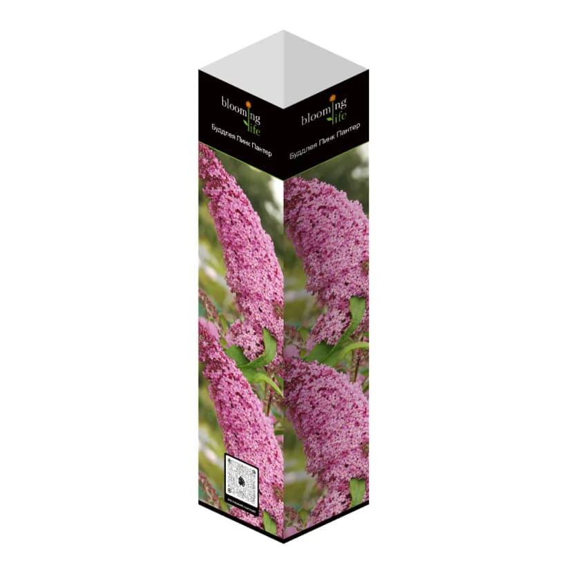 Буддлея микс h20 см 2