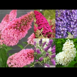 Буддлея микс h20 см 6