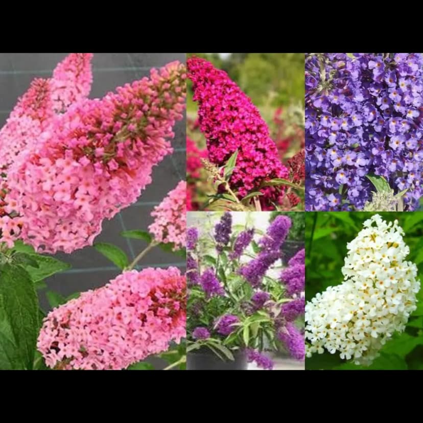 Буддлея микс h20 см 6