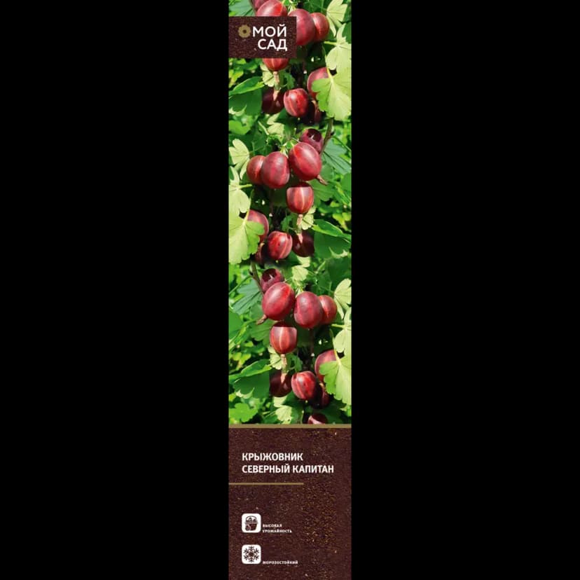 Плодово-ягодные кустарники туба h20 см 3