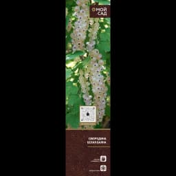 Плодово-ягодные кустарники туба h20 см 4