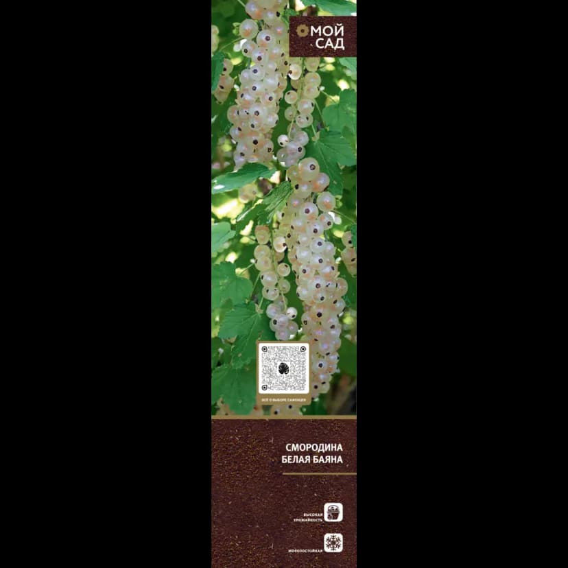 Плодово-ягодные кустарники туба h20 см 4