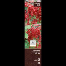 Плодово-ягодные кустарники туба h20 см 5