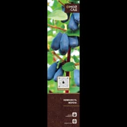 Плодово-ягодные кустарники туба h20 см 7