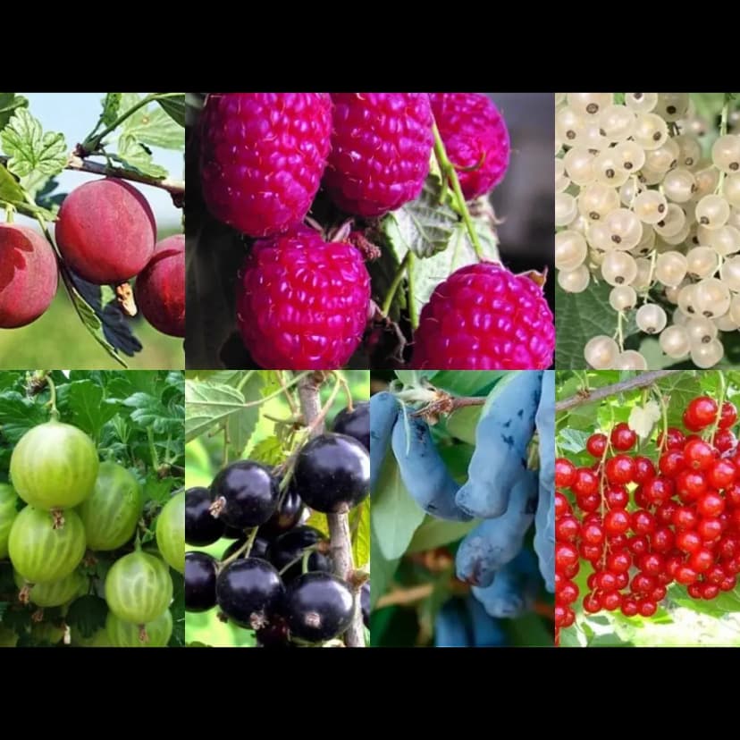 Плодово-ягодные кустарники туба h20 см 8