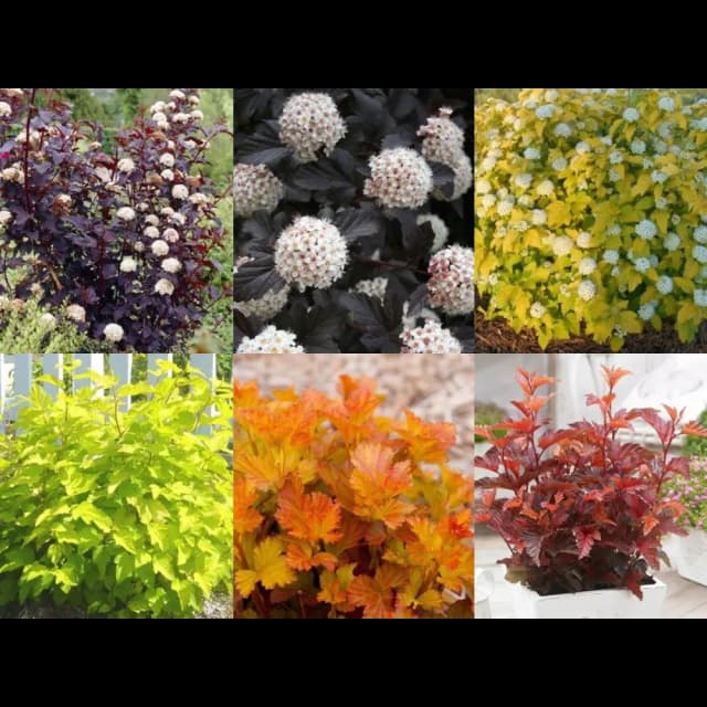 Пузыреплодник микс h20 см