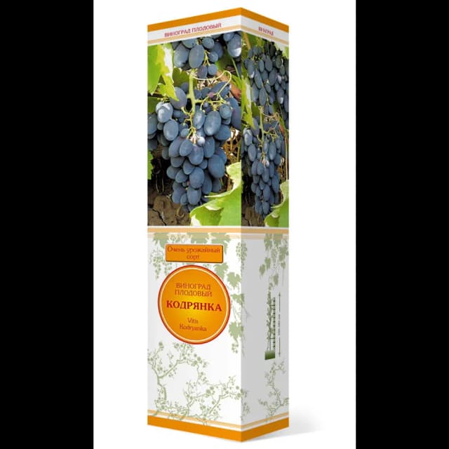 Виноград плодовый Кодрянка коробка h59 см