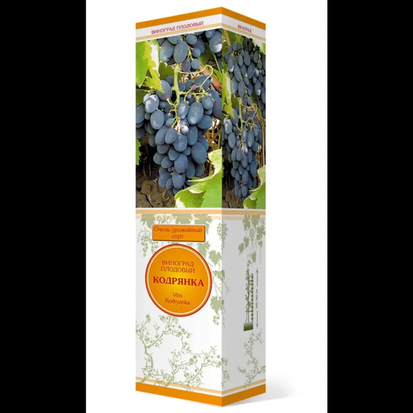 Виноград плодовый Кодрянка коробка h59 см 1