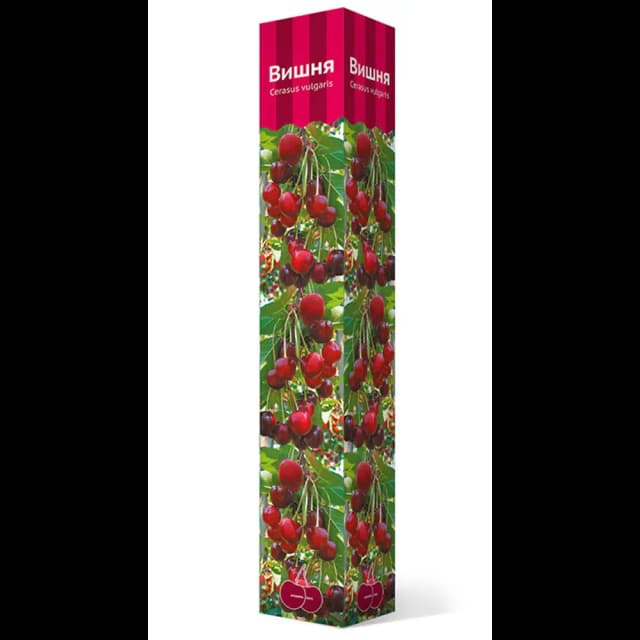 Вишня Тургеневка коробка h89 см