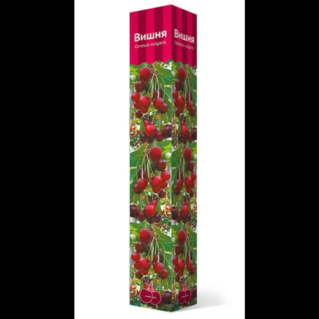 Вишня Шоколадница коробка h59 см