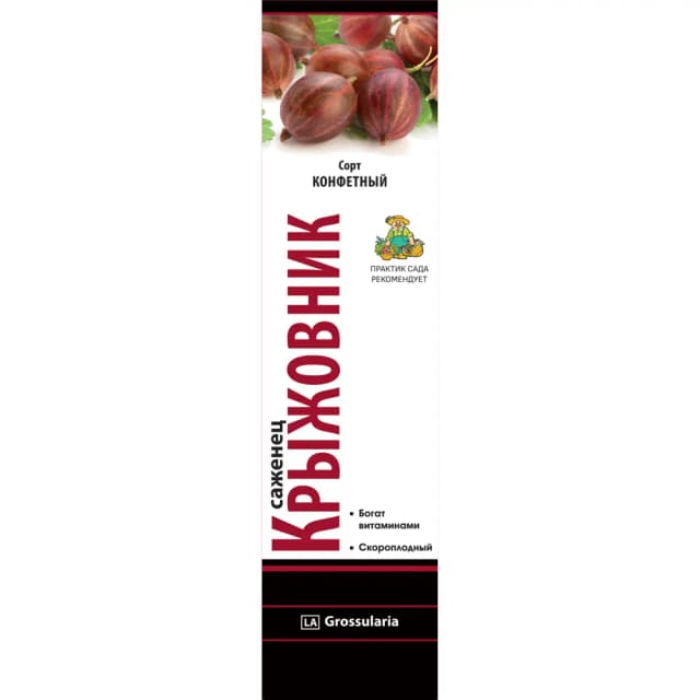 Крыжовник Конфетный коробка h39 см