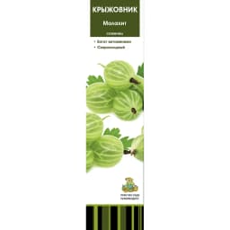 Крыжовник Малахит коробка h39 см 1