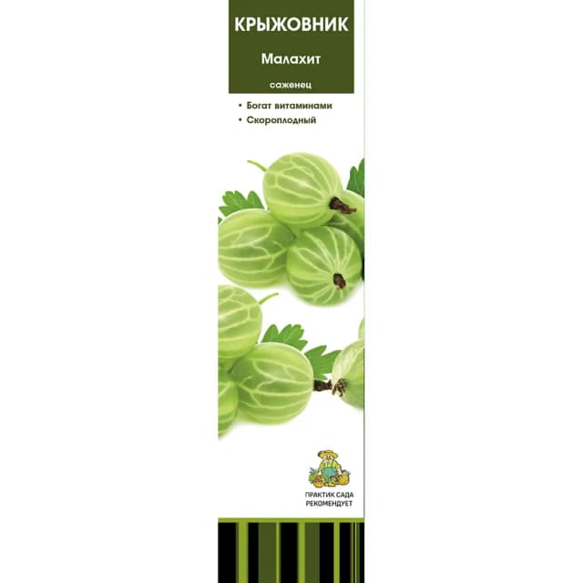 Крыжовник Малахит коробка h39 см