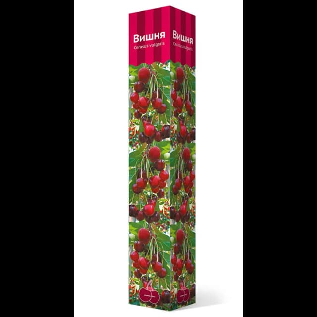 Вишня Харитоновская коробка h89 см
