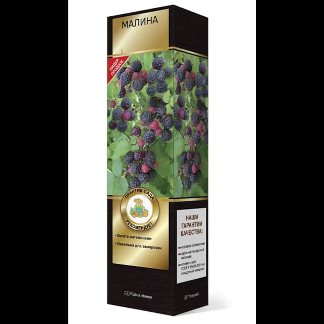 Малина черноплодный Бристоль коробка h39 см