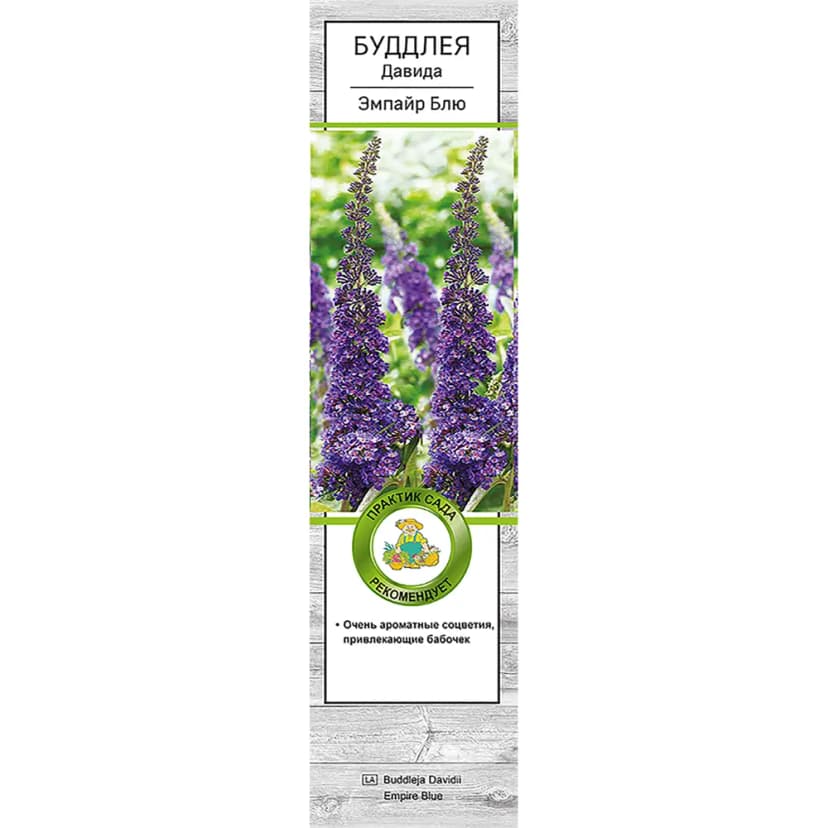 Буддлея Давида Эмпайр Блю h39 см 1