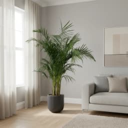 Хризолидокарпус Лутесценс ø28 h130 - 140 см 1