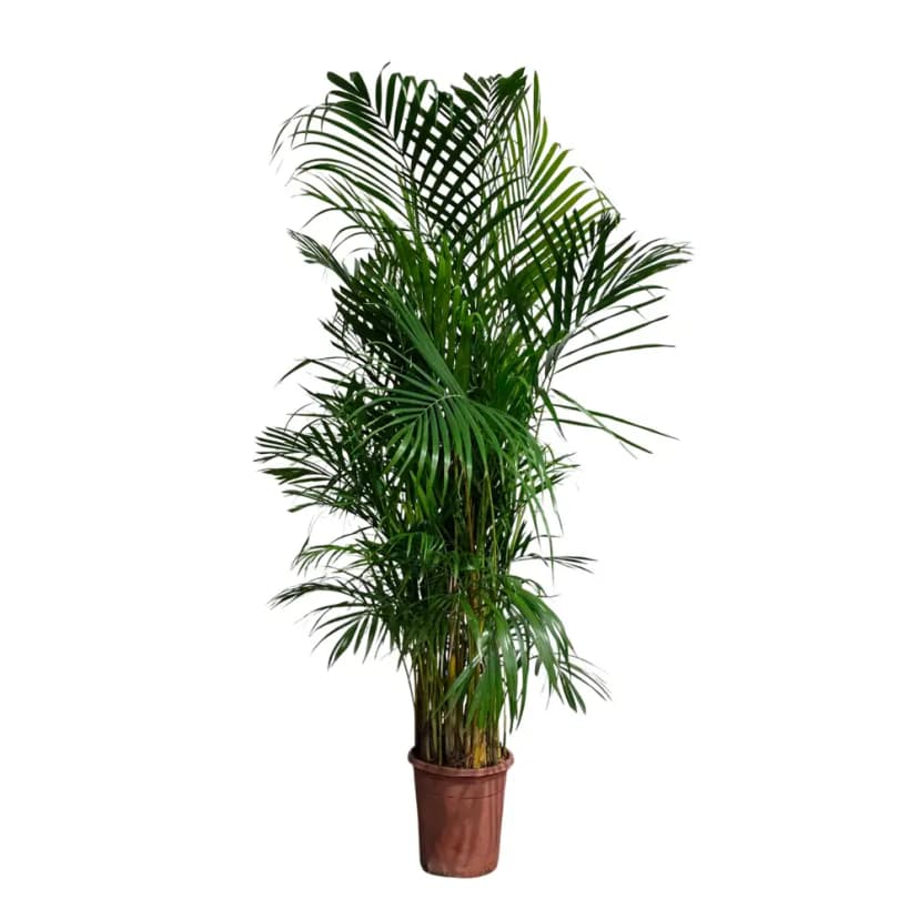 Хризолидокарпус Лутесценс ø28 h130 - 140 см 2