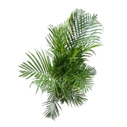 Хризолидокарпус Лутесценс ø28 h130 - 140 см 3