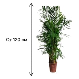 Хризолидокарпус Лутесценс ø28 h130 - 140 см 4