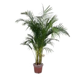 Хризолидокарпус Лутесценс ø28 h130 - 140 см 5