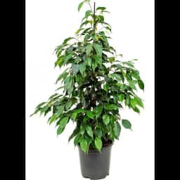 Фикус пирамидальный Экзотика ø21 h105 см 1