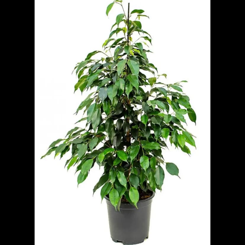 Фикус пирамидальный Экзотика ø21 h105 см 1