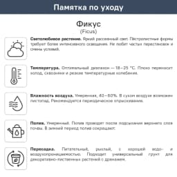 Фикус пирамидальный Экзотика ø21 h105 см 2