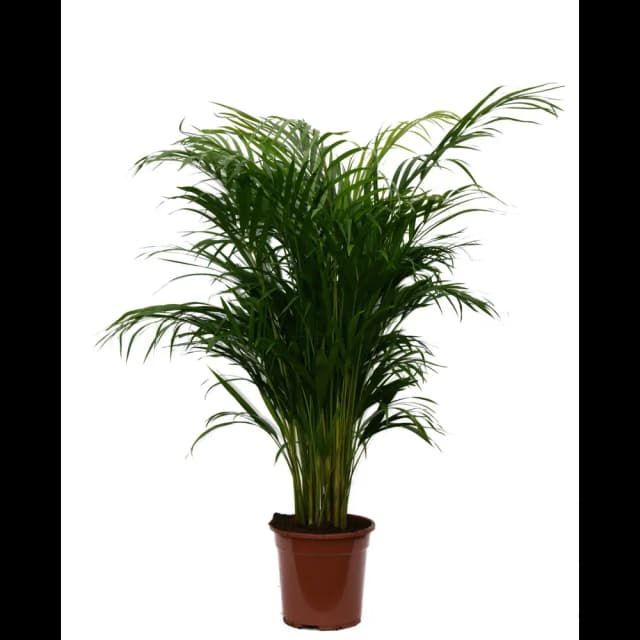 Арека Хризалидокарпус ø21 h100 см