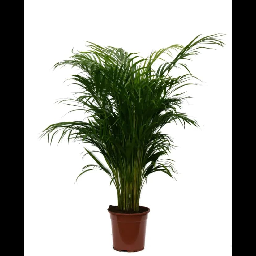Арека Хризалидокарпус ø21 h100 см 1