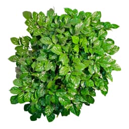 Радермахера ø32 h100 см 2