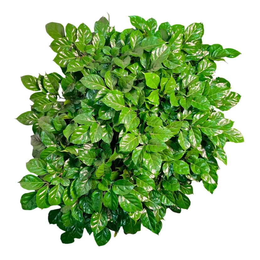 Радермахера ø32 h100 см 2