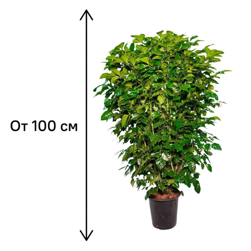 Радермахера ø32 h100 см 3