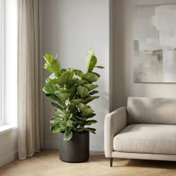 Фикус Лирата 3 в 1 ø21 h80 см 1