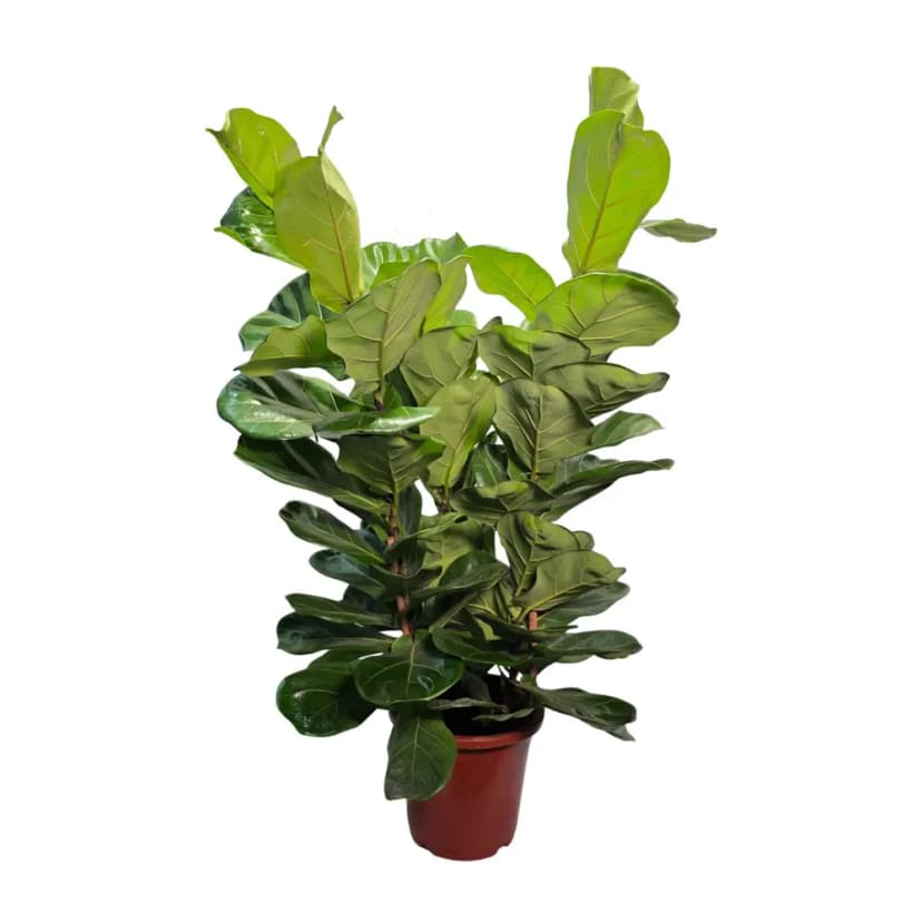 Фикус Лирата 3 в 1 ø21 h80 см 2