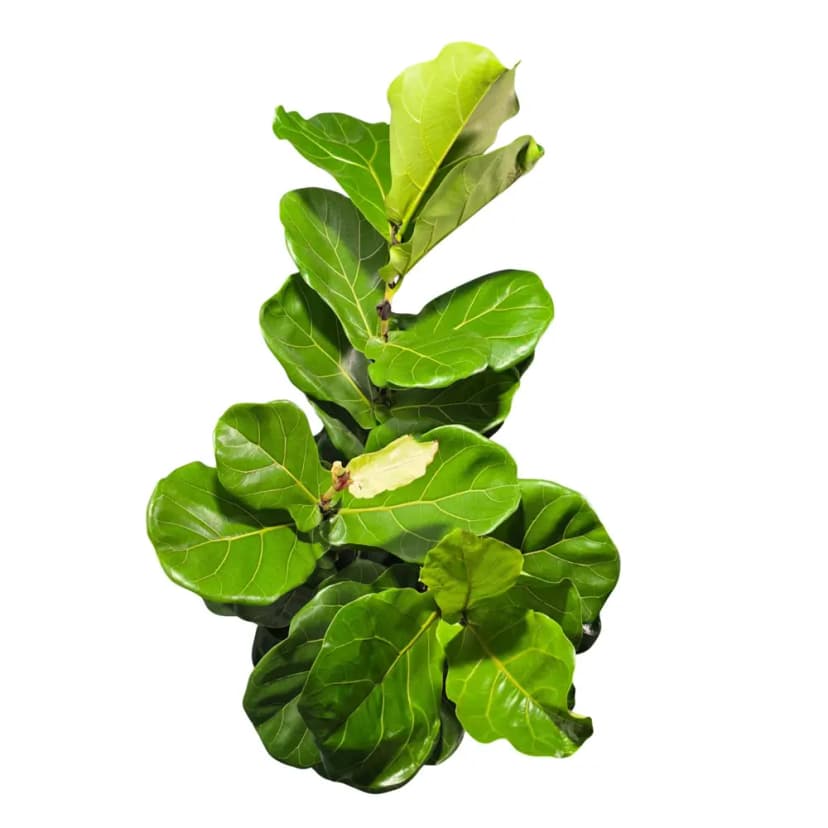 Фикус Лирата 3 в 1 ø21 h80 см 3